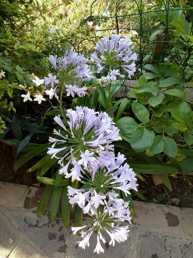 Badia Polesine B&B Amy&Julie מראה חיצוני תמונה