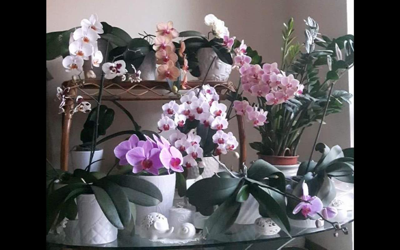 Badia Polesine B&B Amy&Julie מראה חיצוני תמונה